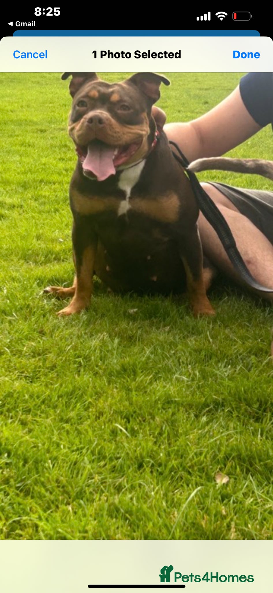 Mixed Breed dogs olde time bulldog cross german shepherd  - Advert 1