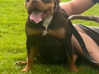 Mixed Breed dogs olde time bulldog cross german shepherd - Advert 1