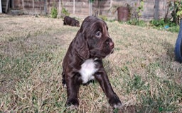Cocker Spaniel dogs for sale: KC registered cocker spaniels - Image 6