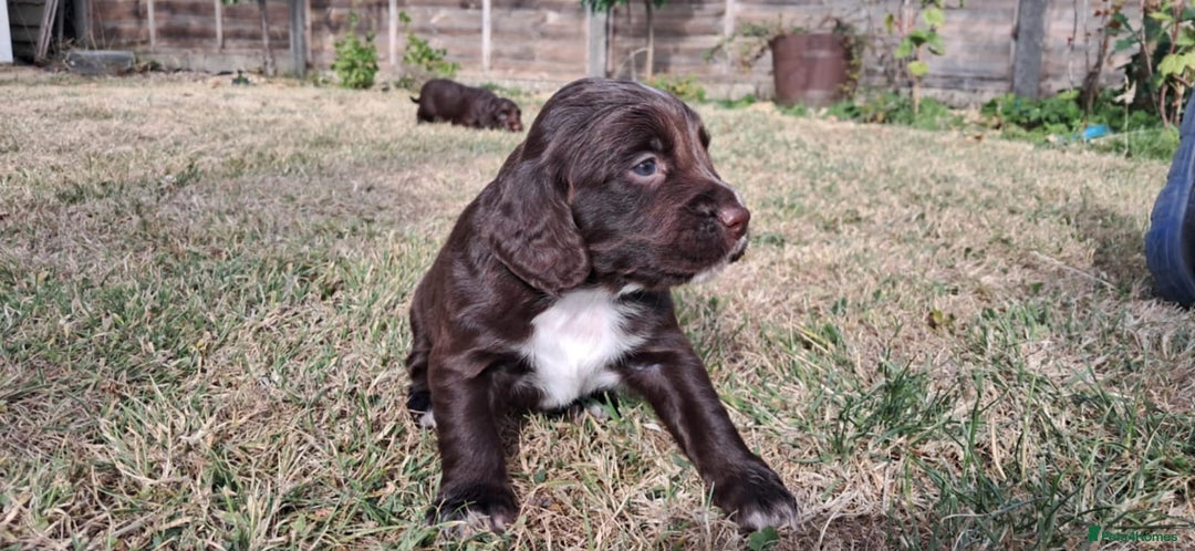 Cocker Spaniel dogs for sale: KC registered cocker spaniels - Image 6