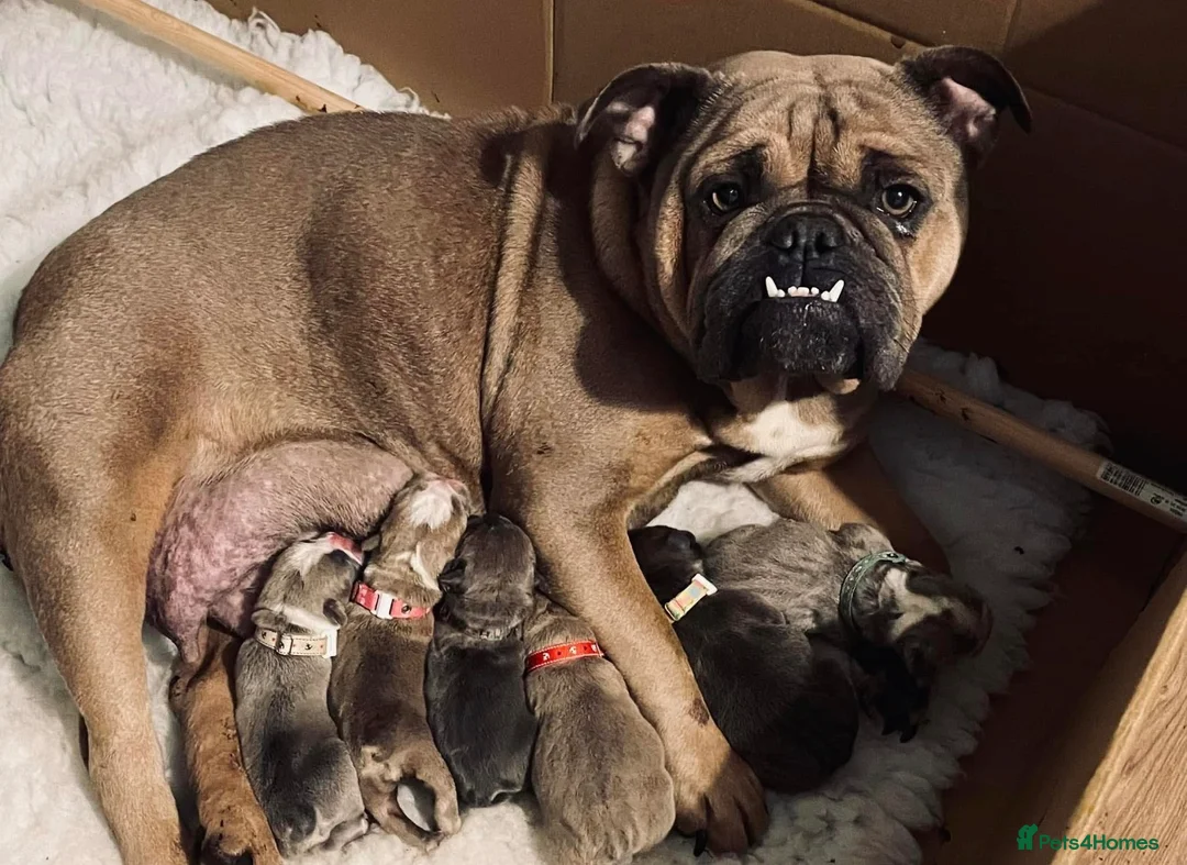 Mixed Breed dogs for sale: 8 week old English bulldog x chow chow - Advert 4