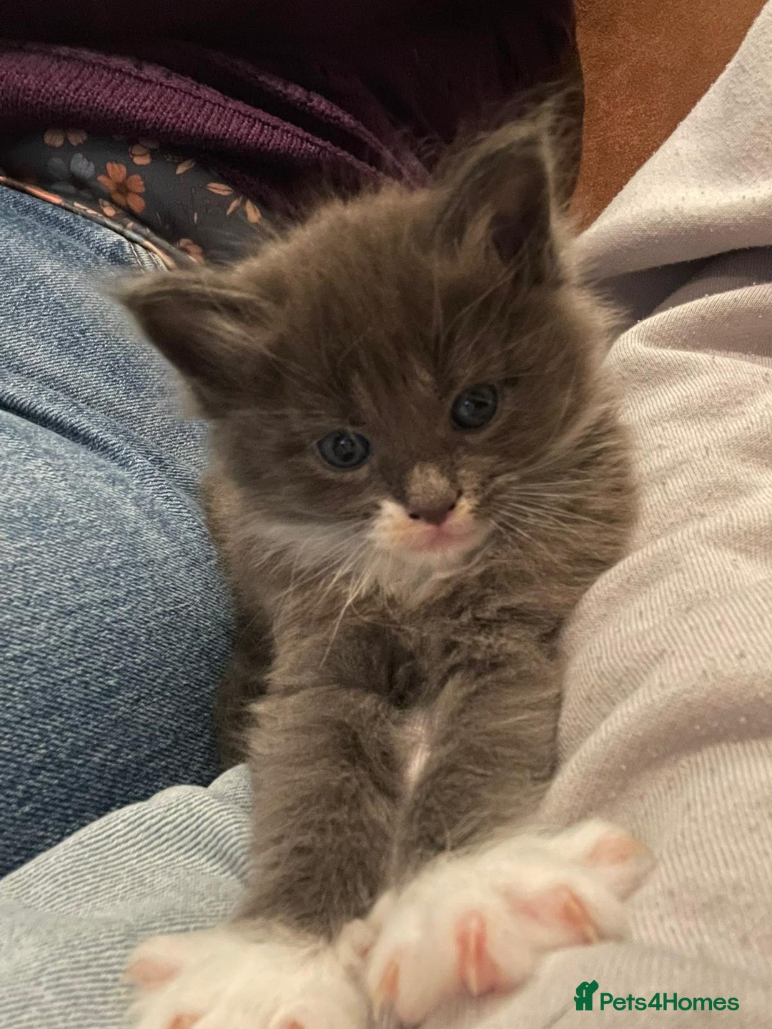 Maine Coon cats for sale: Beautiful Blue Maine Coon kittens - Advert 4