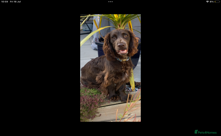 Cocker Spaniel dogs for sale - Advert 1
