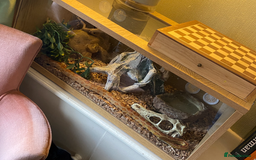 Corn Snake reptiles for sale: Full Setup - 2 tame Corn Snakes and large vivarium - Image 3
