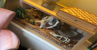 Corn Snake reptiles - Advert 11