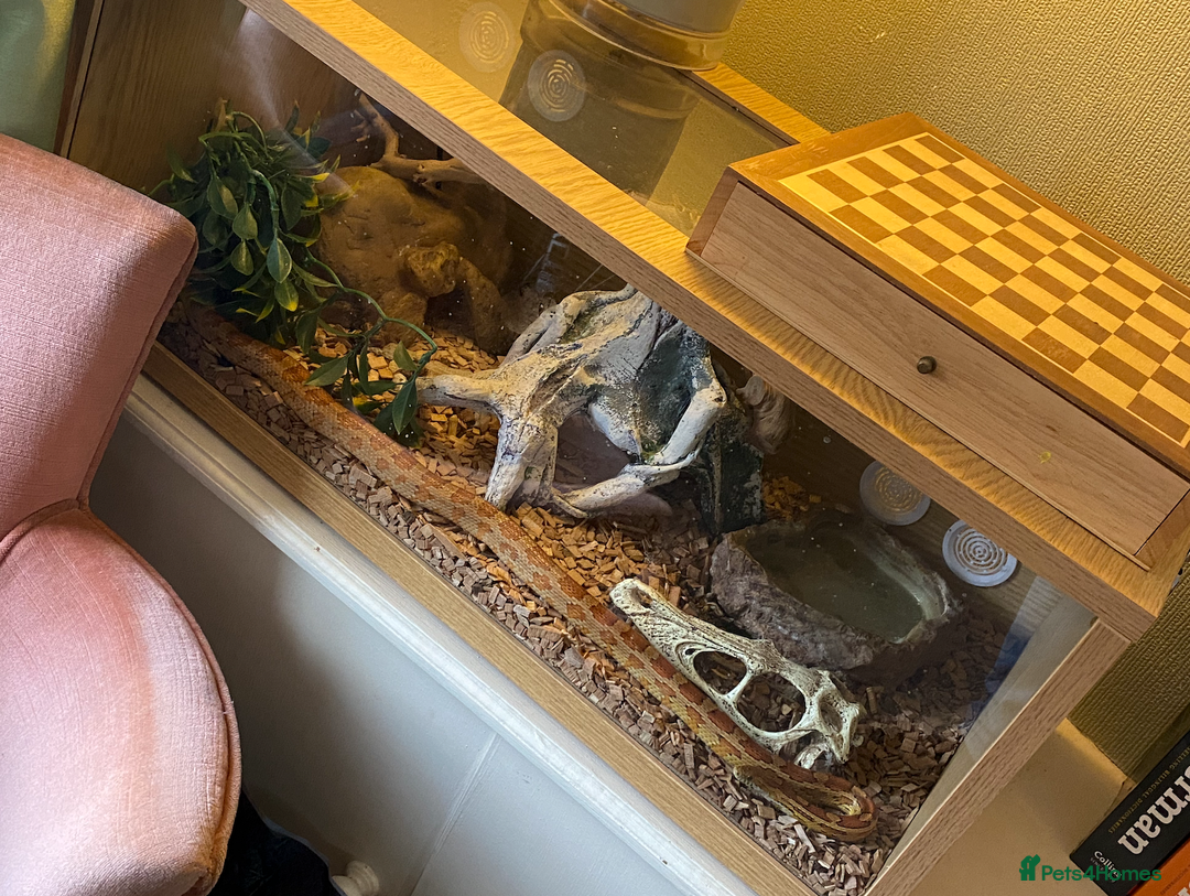 Corn Snake reptiles for sale: Full Setup - 2 tame Corn Snakes and large vivarium - Image 3