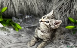 Egyptian Mau cats for sale: Exceptional Egyptian Mau & Bengal Kittens TICAreg - Image 4
