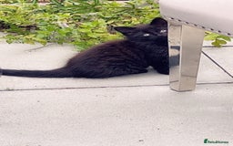 British Longhair cats for sale: Micky  - Image 4