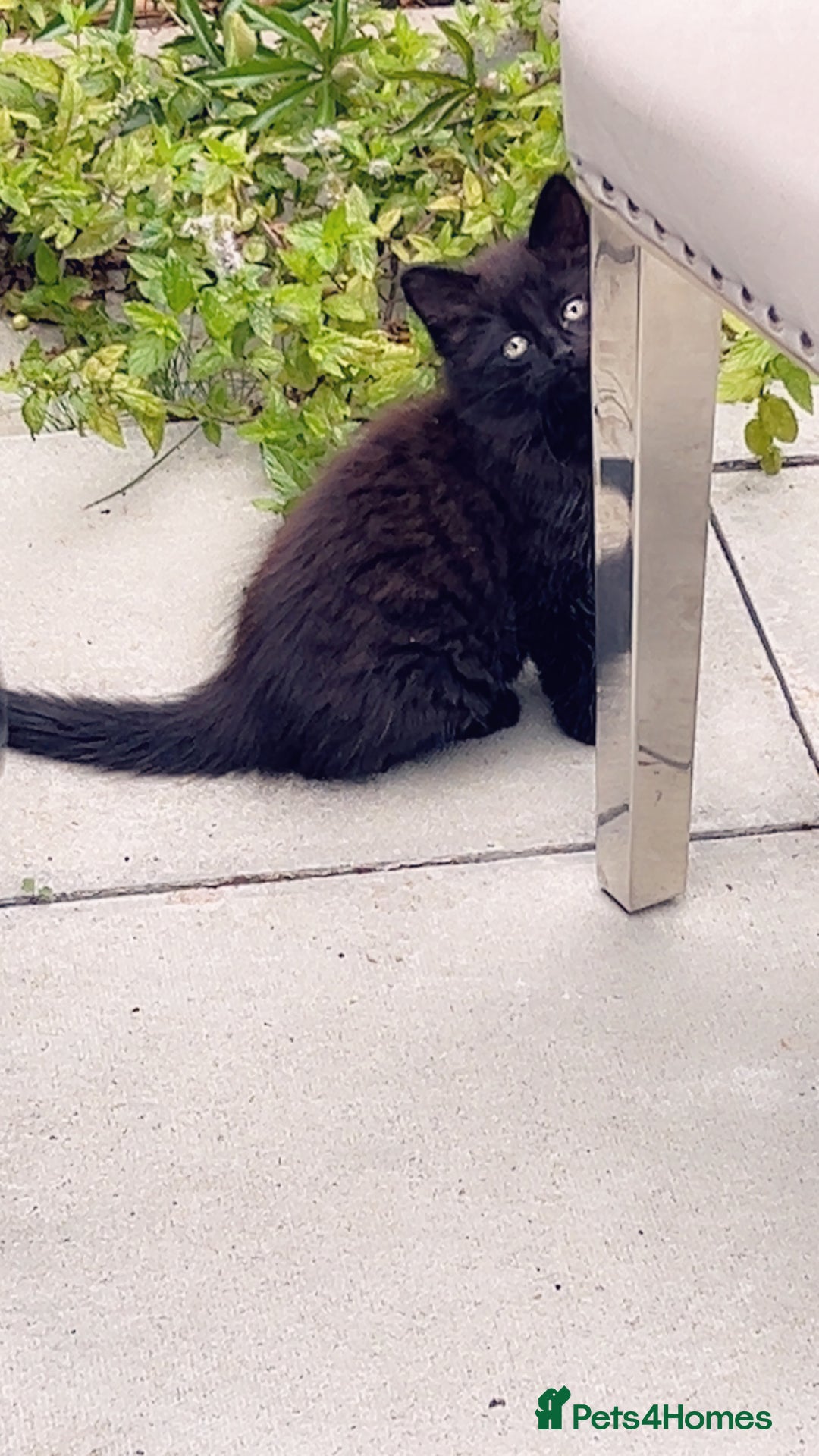 British Longhair cats for sale: Micky  - Image 4