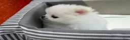 Pomeranian dogs for sale: ❤️Stunning KC white boy from KC parents❤️ - Advert 14