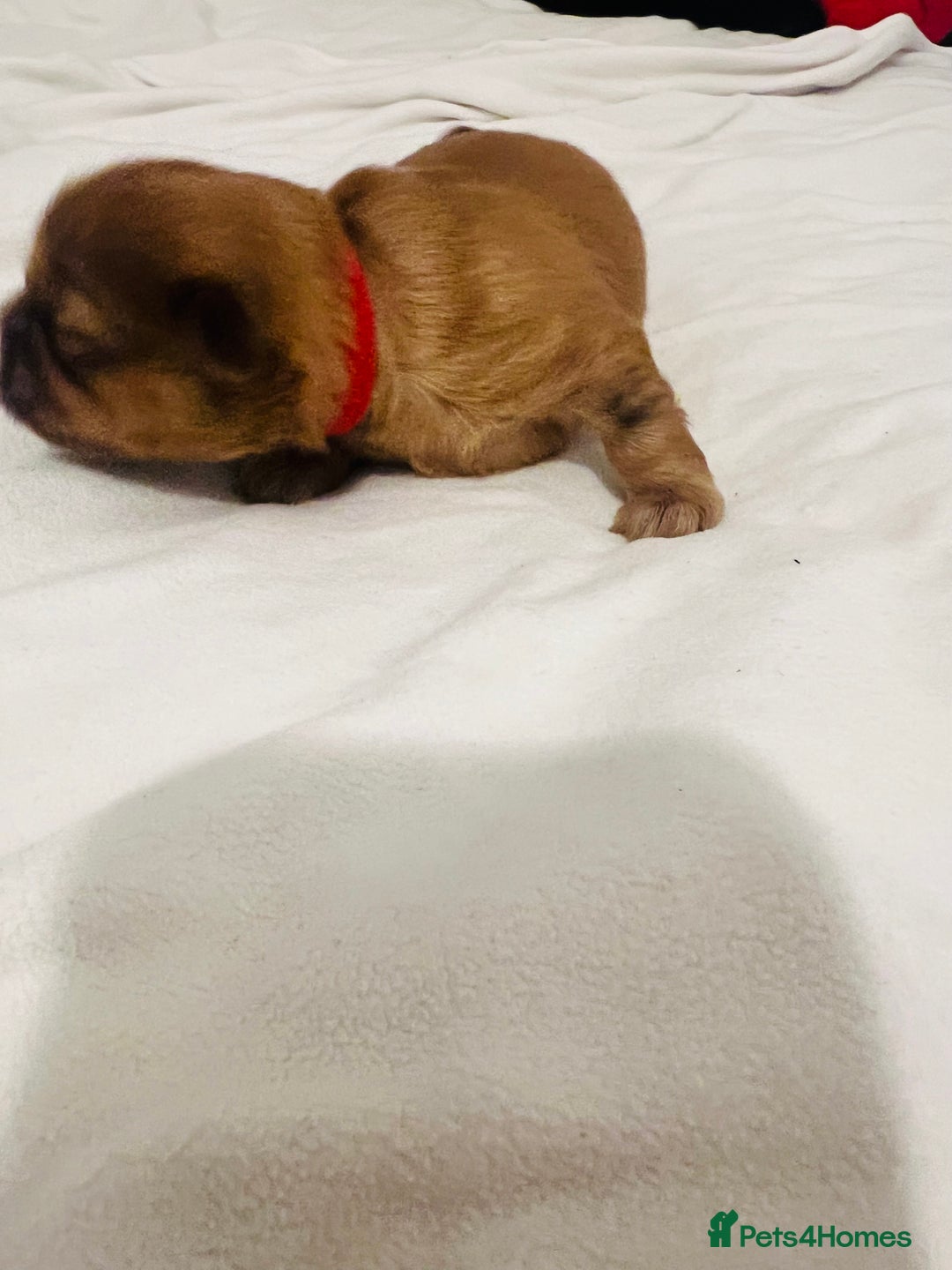 Shih Tzu dogs for sale: KC registered pure breed imperial shihtzu puppies  - Advert 16