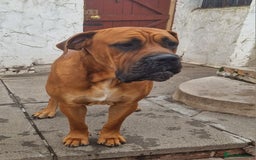 Mixed Breed dogs for stud: Big Lad for Stud - Image 4