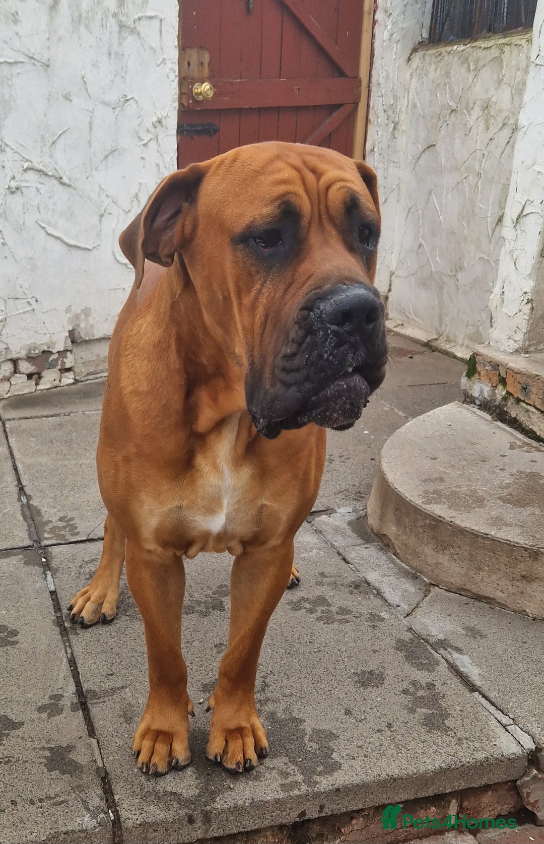 Mixed Breed dogs for stud: Big Lad for Stud - Image 4