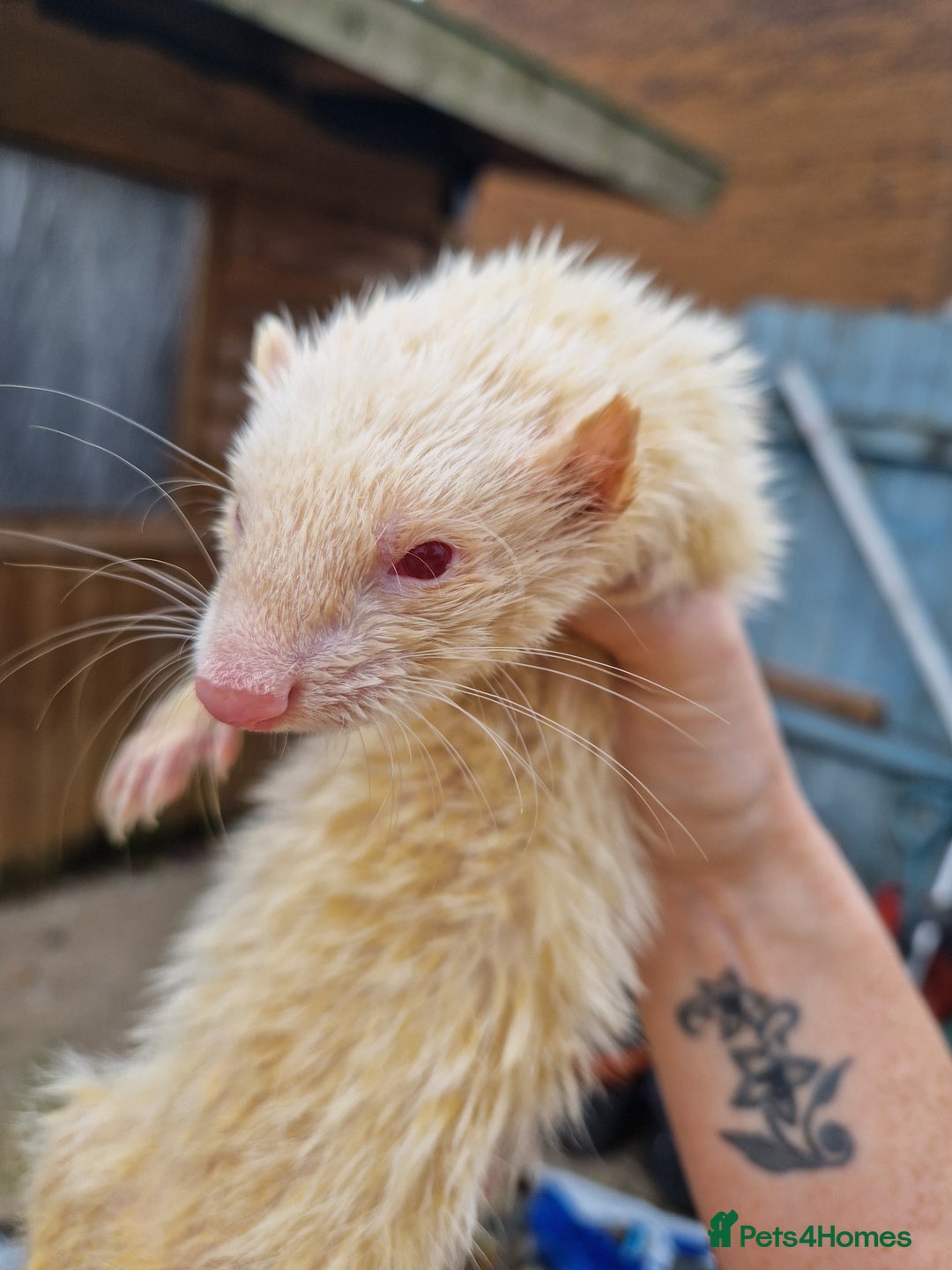 Ferret rodents for sale: Ferret kits mixed litter  - Image 2