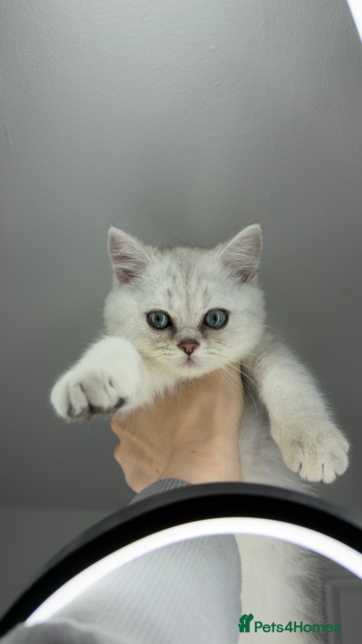 Scottish Fold cats for sale: Scottish straight male - Advert 5