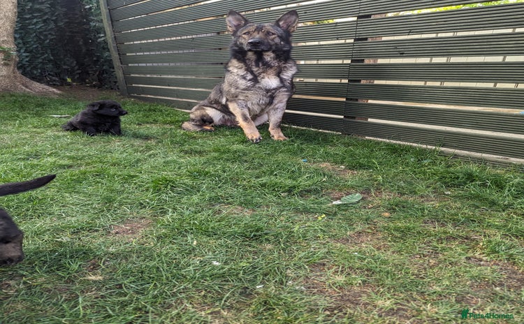 German Shepherd dogs German Shepherd female  - Advert 1