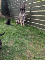 German Shepherd dogs German Shepherd female - Advert 4