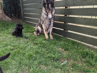 German Shepherd dogs German Shepherd female - Advert 1