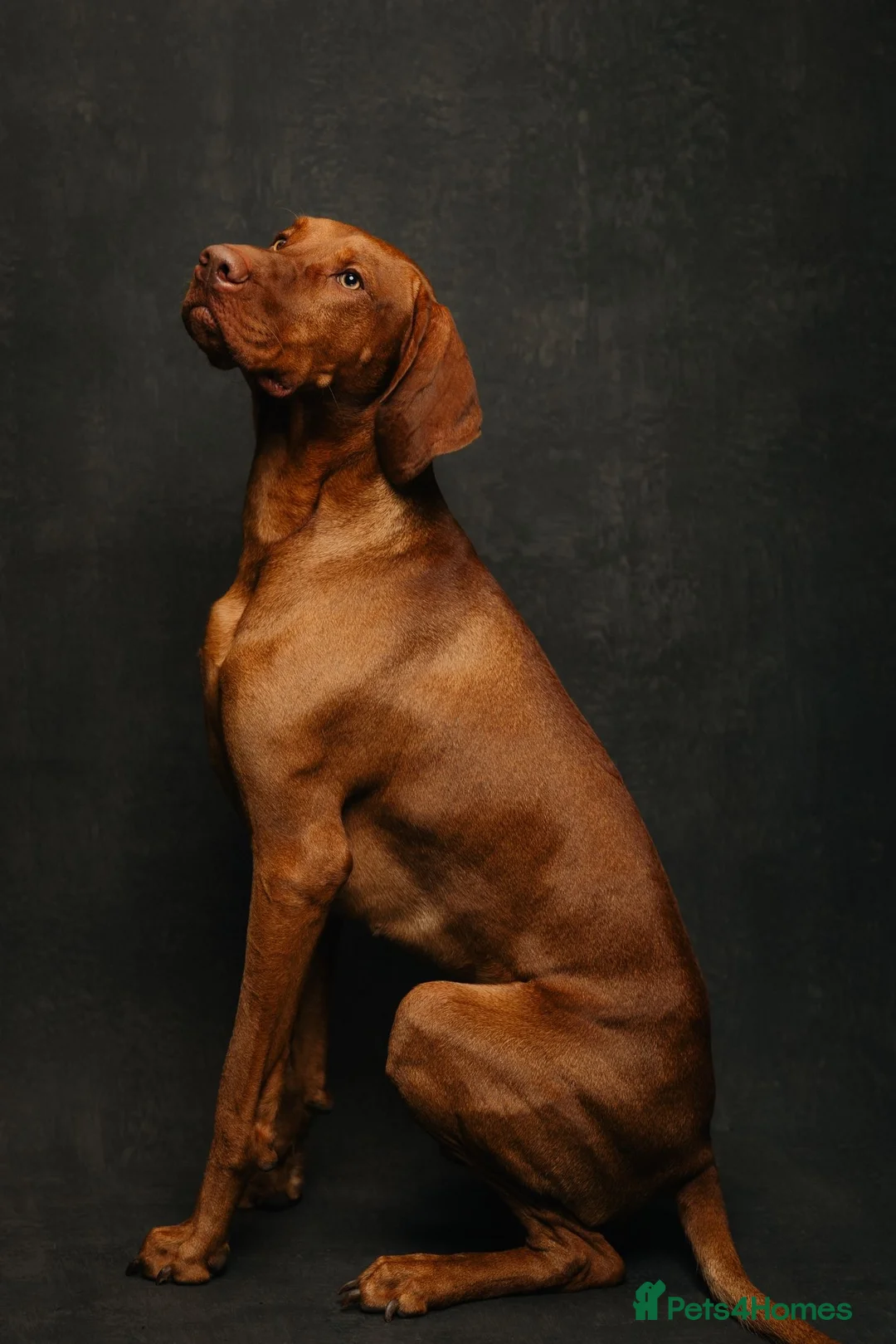 Hungarian Vizsla dogs for stud: Stunning Vizsla Stud in Stanford-le-Hope - Advert 2
