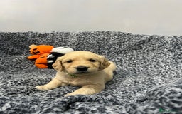 Golden Retriever dogs for sale: KC, Extensively health tested goldens boy and girl - Image 11