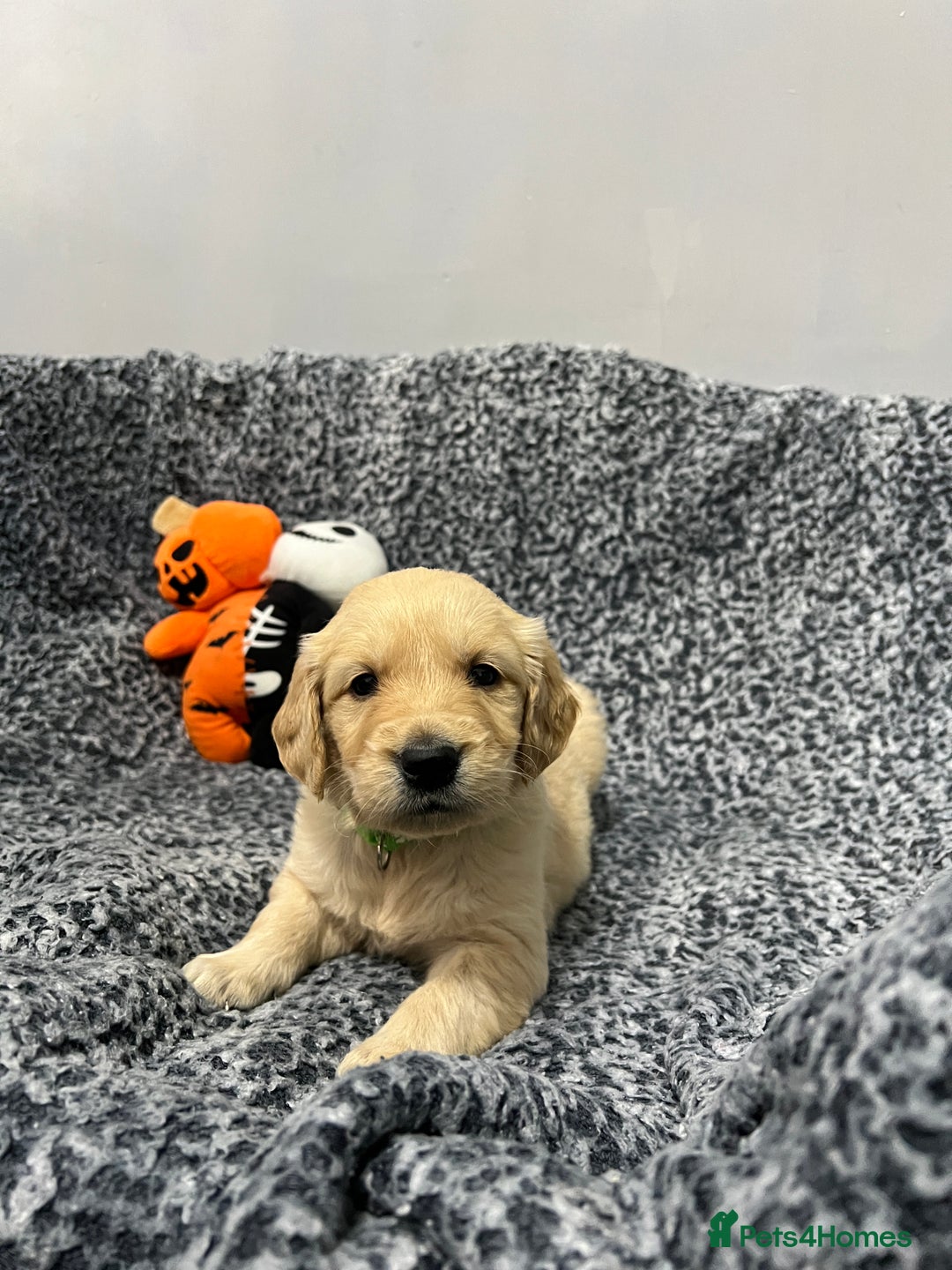 Golden Retriever dogs for sale: KC, Extensively health tested goldens boy and girl - Image 11