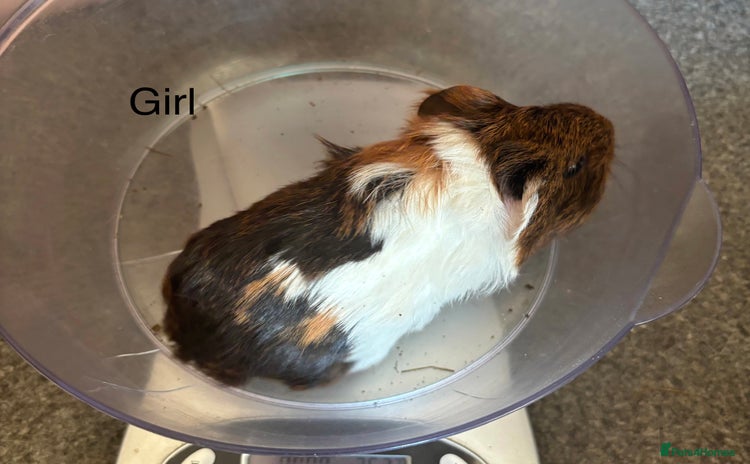 Guinea Pig rodents for sale - Advert 1