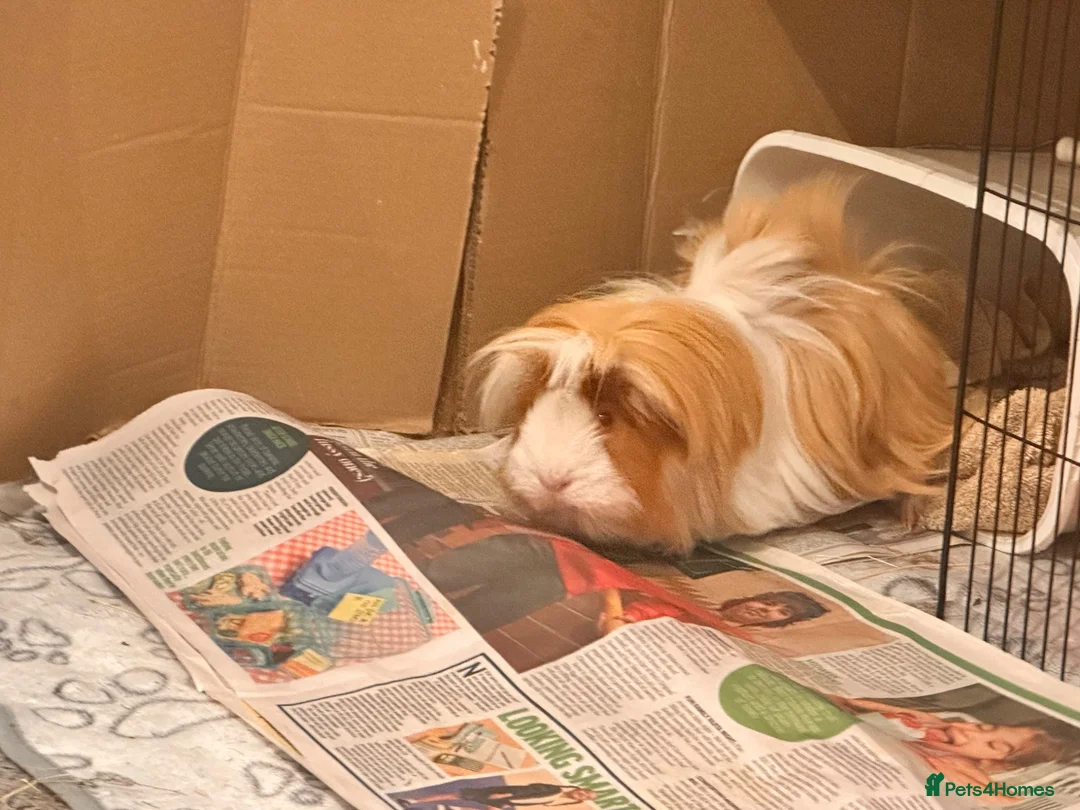 Guinea Pig rodents for sale: Long haired male Guinea pig  in Bradford - Advert 1