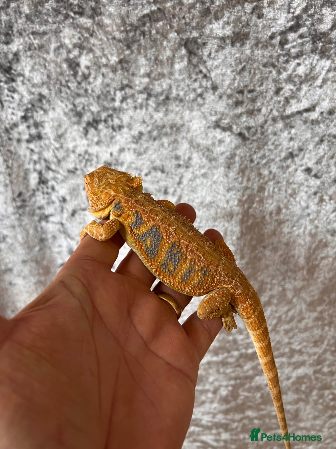 Bearded Dragon reptiles for sale: Hypo Yellow Blue Bar Bearded Dragons - Advert 3