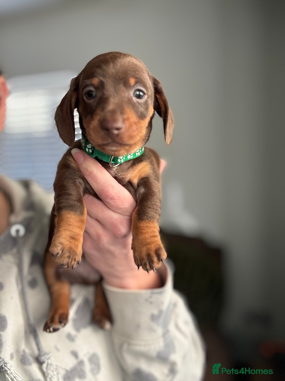 Miniature Dachshund dogs for sale: Beautiful miniature dachshund puppies - Advert 6