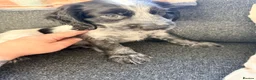 Cocker Spaniel dogs for sale: 7 beautiful cocker spaniels  - Advert 29