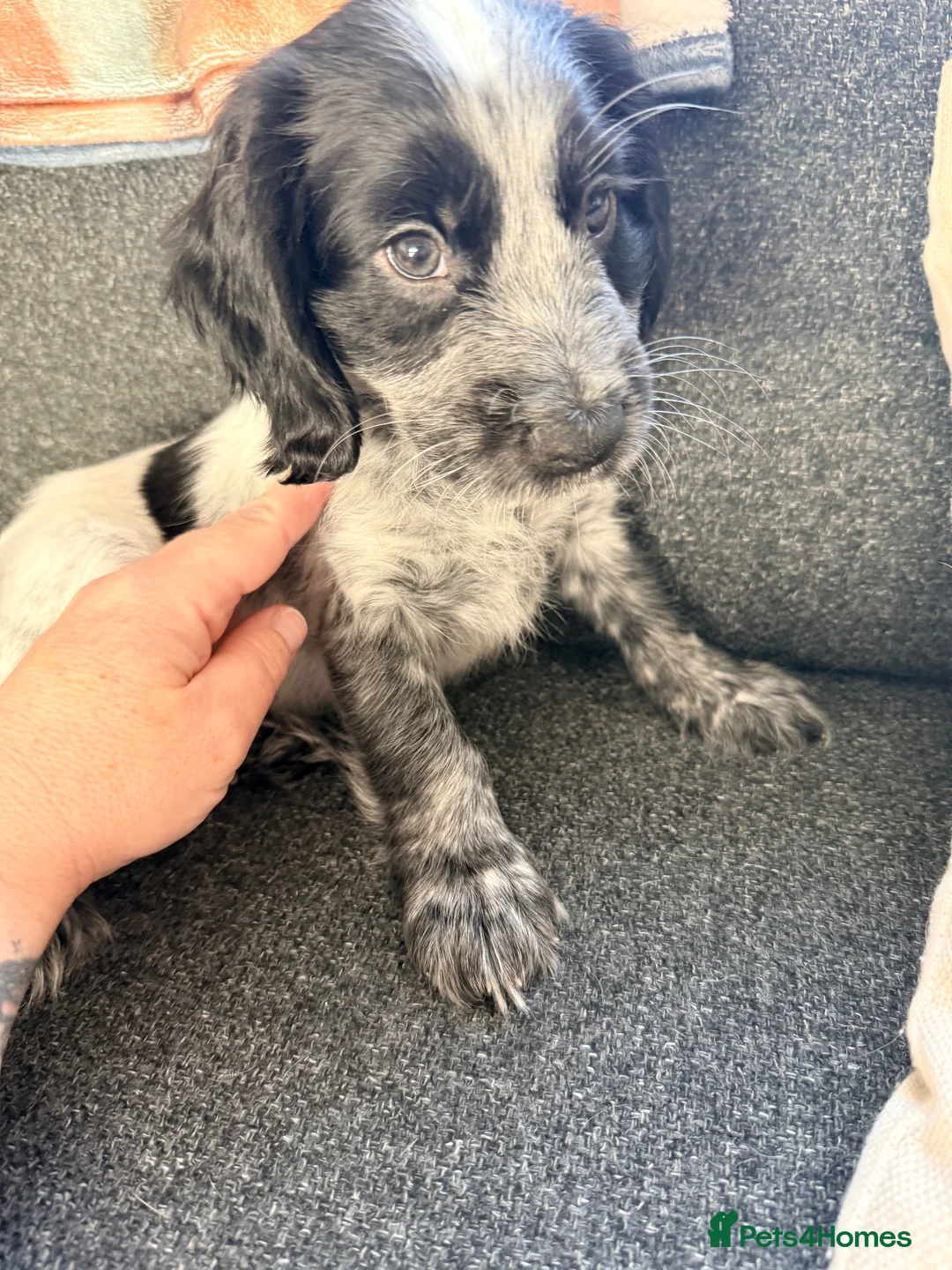 Cocker Spaniel dogs for sale: 7 beautiful cocker spaniels  - Advert 29