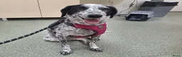 Mixed Breed dogs for adoption: Darling Trixie is looking for forever 💖 - Advert 3