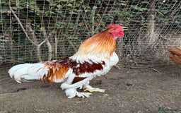 Chickens poultry for sale: 2 Roosters for sale ✨🤍 - Image 3