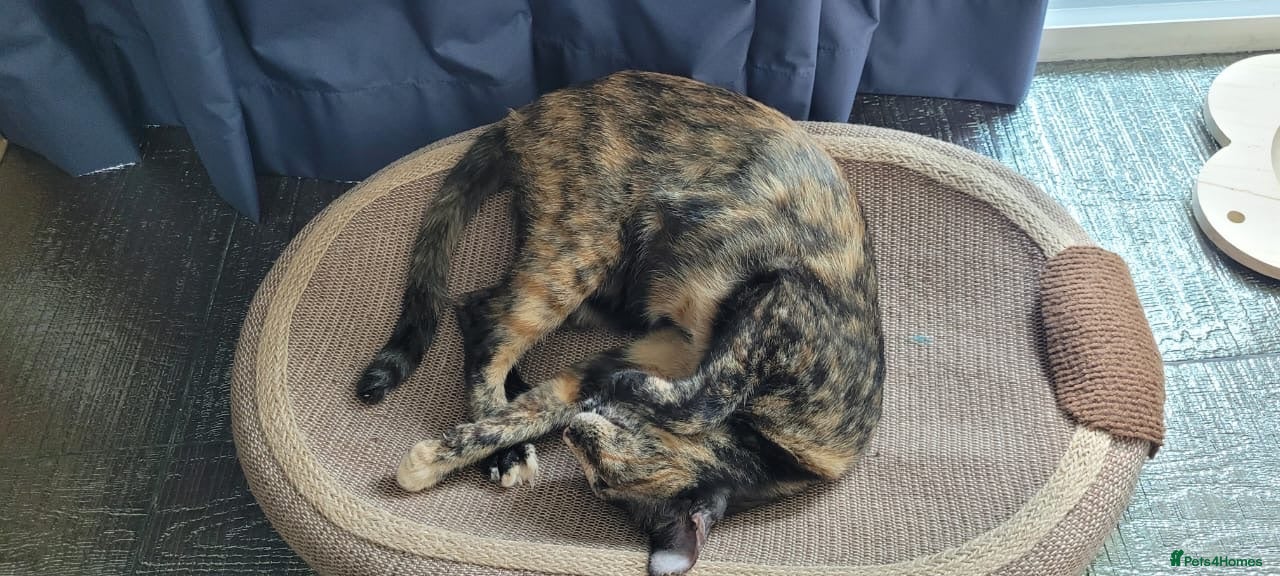 Mixed Breed cats Siren - Advert 1