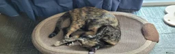Mixed Breed cats for adoption: Siren - Advert 1