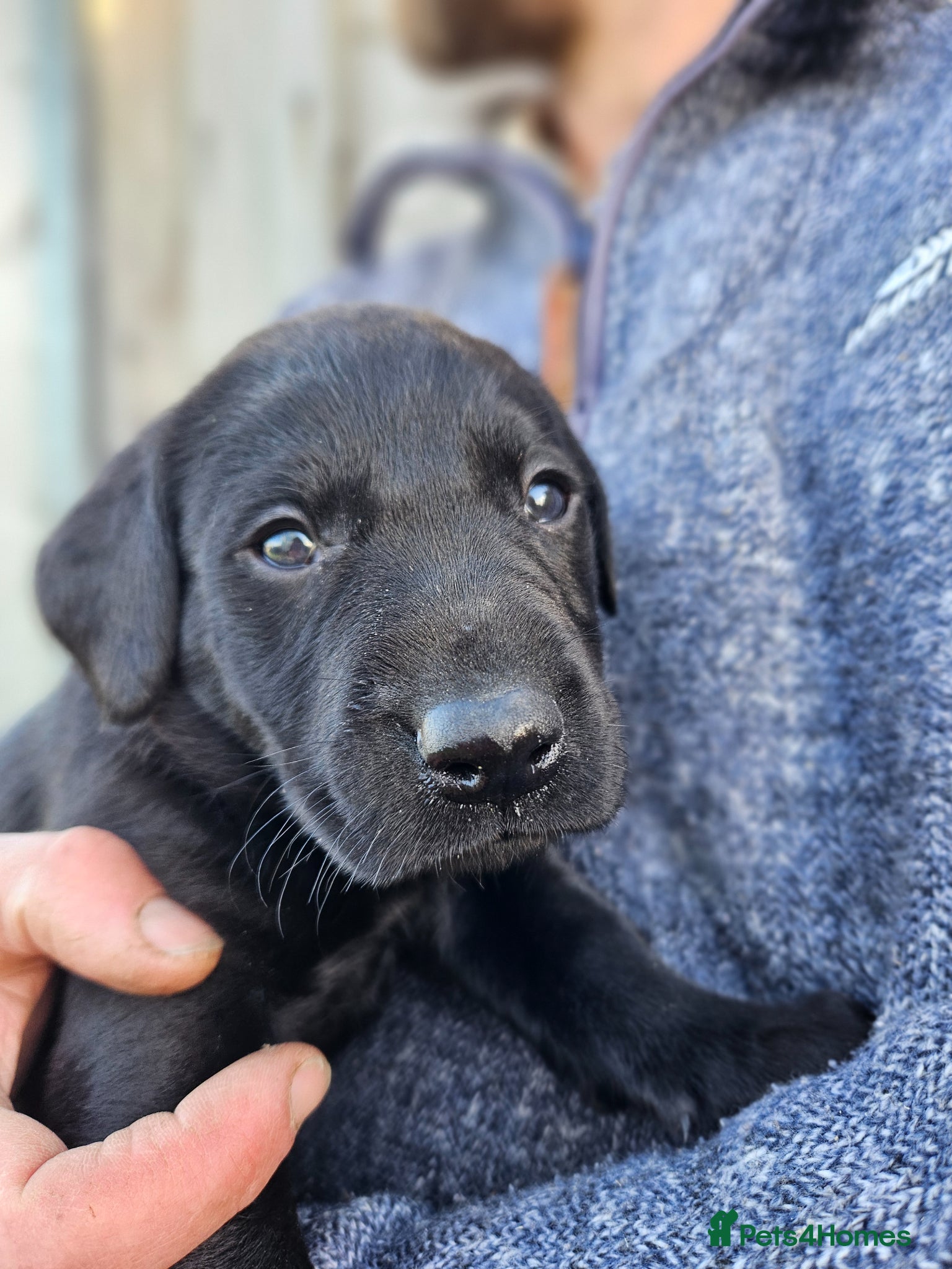 Labrador Retriever dogs for sale: Black Male Labrador Puppies for sale Western Isles - Advert 4