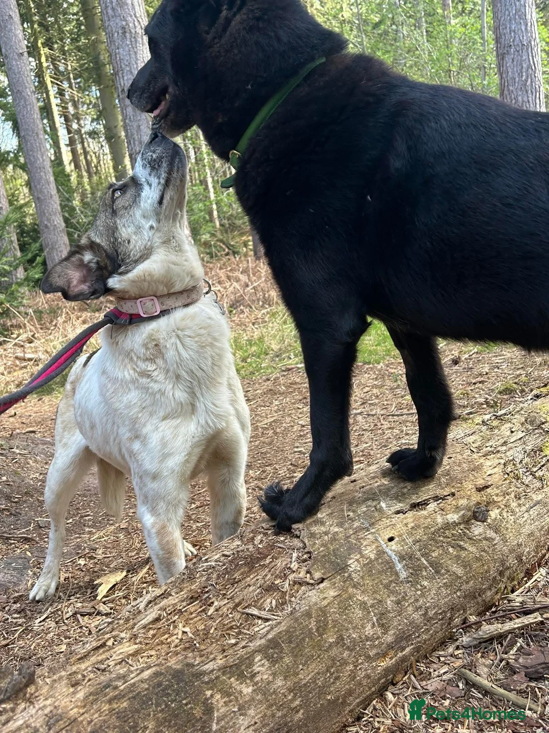 Mixed Breed dogs for adoption: Sherbet - Norwich Norfolk  in Norwich - Advert 21