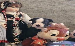 Boston Terrier dogs for sale: Boston Terrier 5* puppies - Image 16