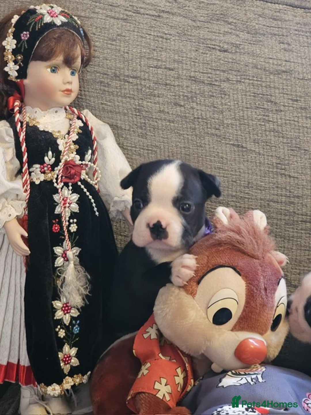 Boston Terrier dogs for sale: Boston Terrier 5* puppies - Image 16