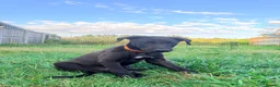 Lurcher dogs for sale: Lurcher Puppies. 5 boys and 1 girl left - Advert 2