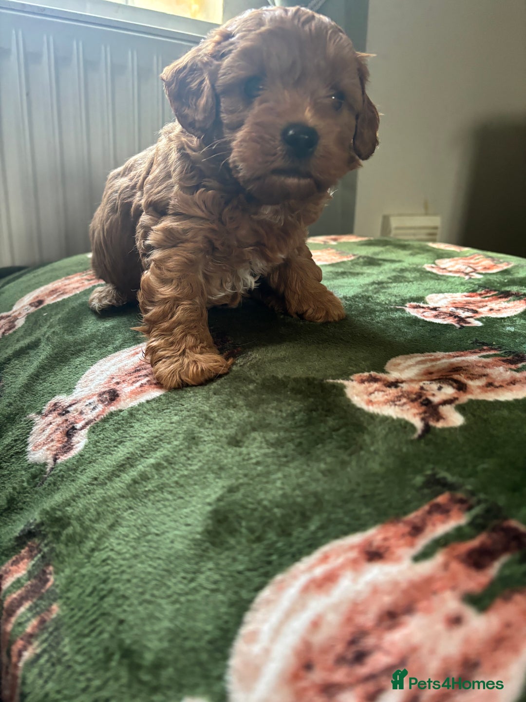 Cavapoo dogs for sale: Stunning cavapoo  - Advert 3