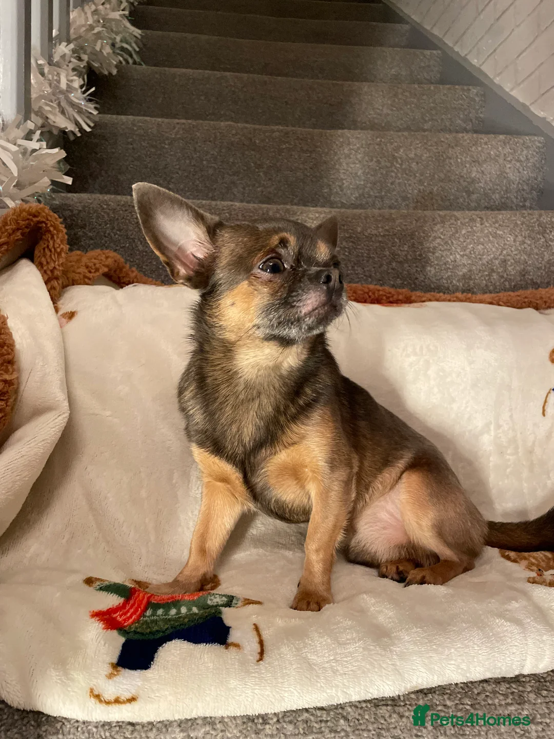 Chihuahua dogs for sale: Chihuahua Puppies💝 - Advert 3