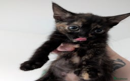 Mixed Breed cats for sale: Female 8 week old kittens for sale  - Image 2