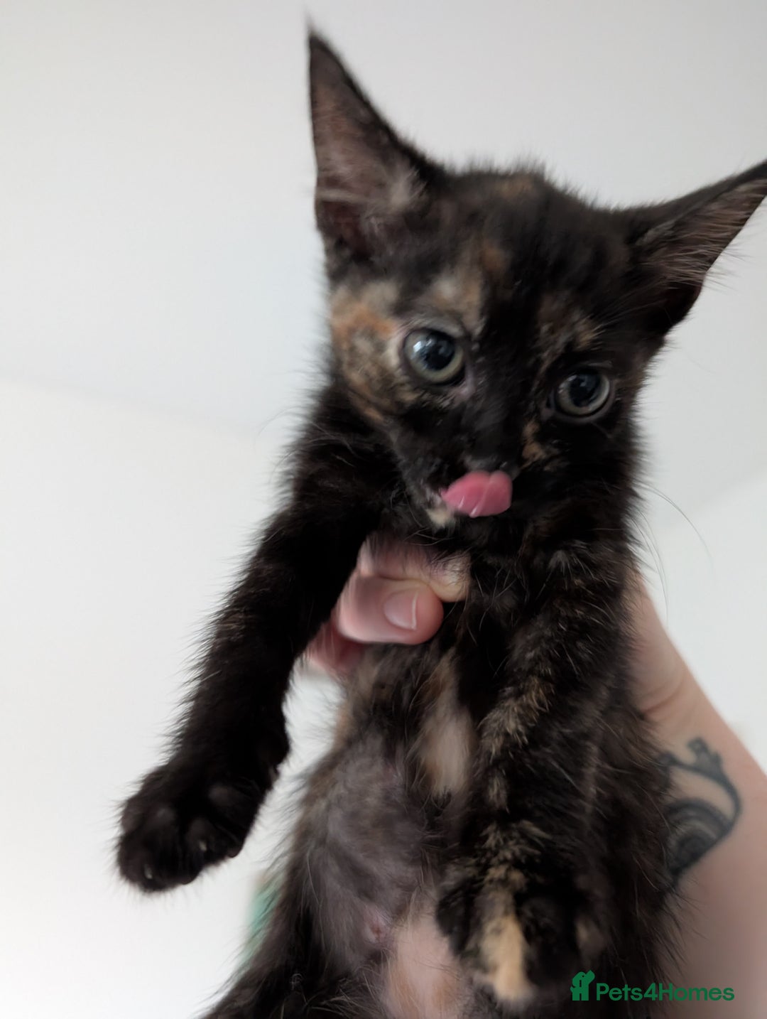 Mixed Breed cats for sale: Female 8 week old kittens for sale  - Image 2