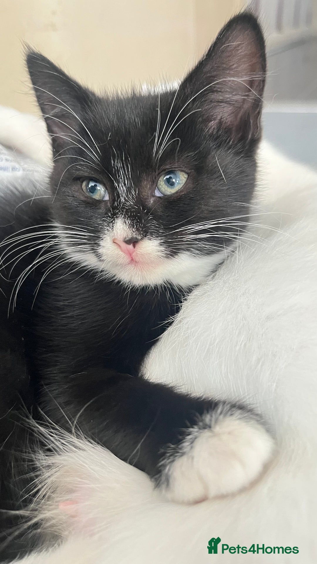 Mixed Breed cats for sale: Stunning 8 weeks old kittens  - Image 10