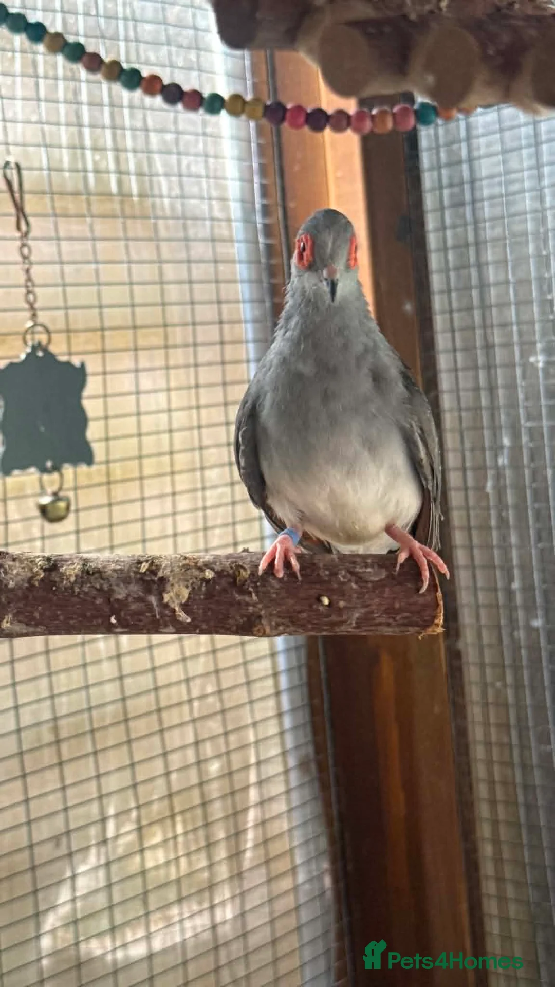 Mixed Breed birds for sale: Mixed Aviary Birds - Advert 8