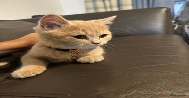 British Shorthair cats - Advert 3