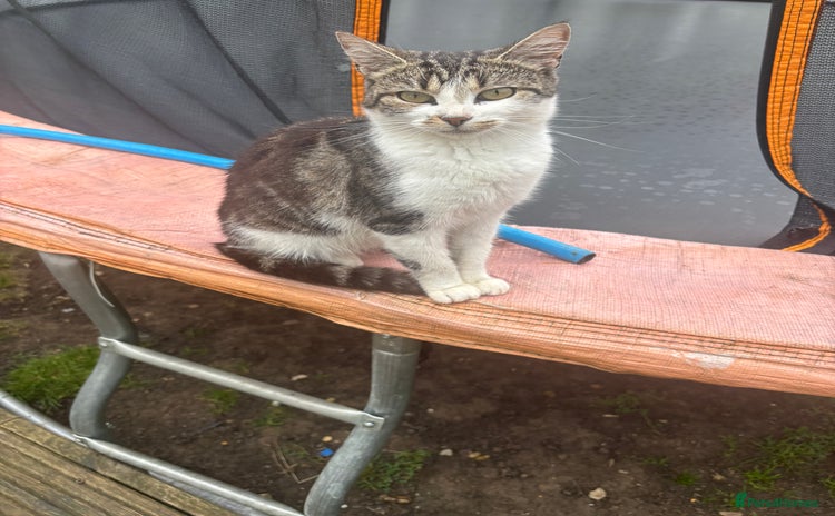 Mixed Breed cats - Advert 10