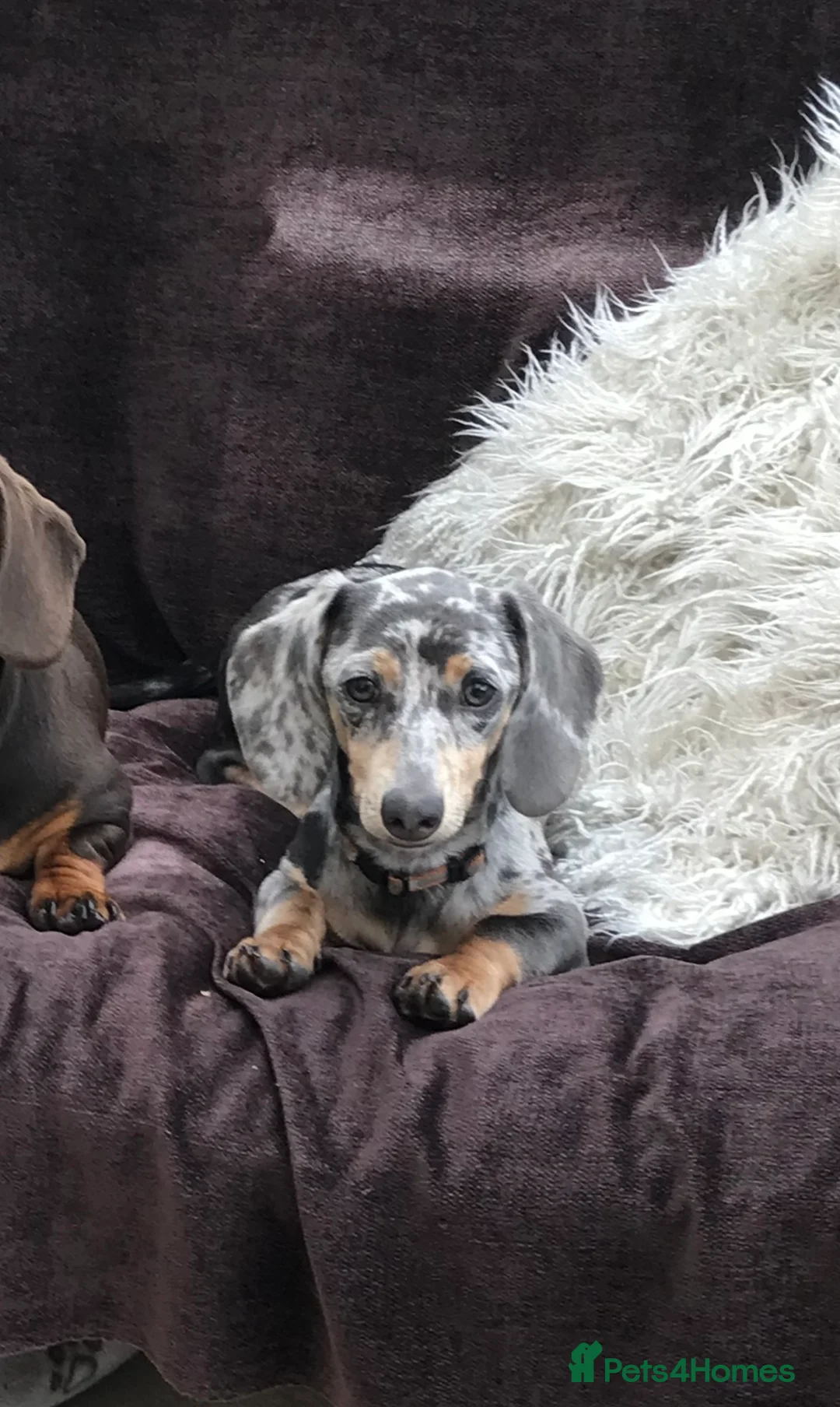 Miniature Dachshund dogs for sale: £600 Pair Miniature Dachshunds seeking loving home in Newark - Advert 8
