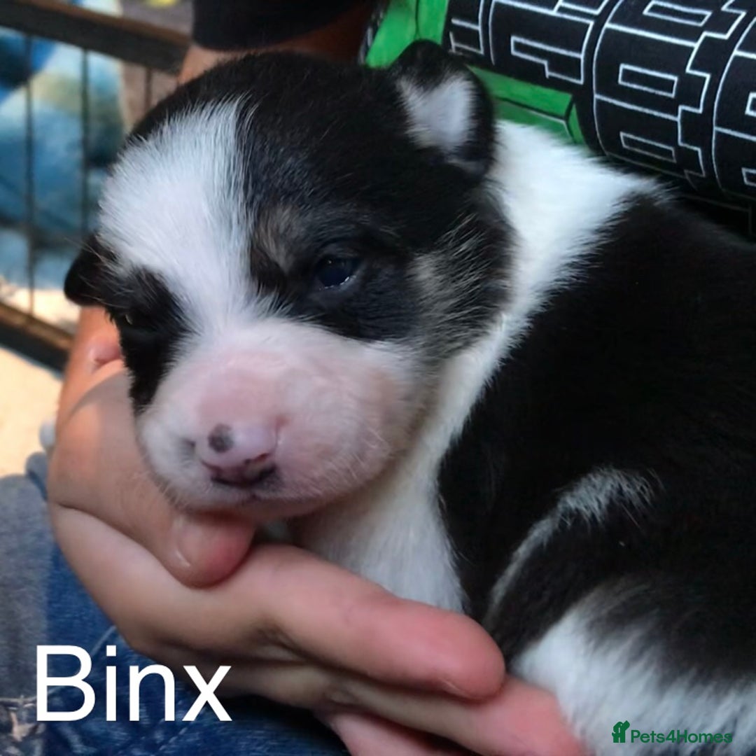 Border Collie dogs for sale: Beautiful Border Collie Pups, Merle & Classic Tri - Image 5